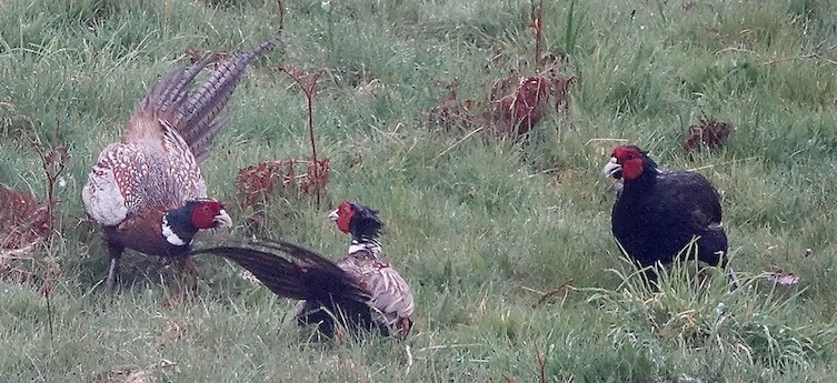 pheasant
